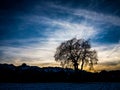 Lonely tree sunset Royalty Free Stock Photo