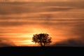 A lonely tree at sunset with orange colors