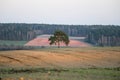 Lonely tree at sunset. Plowed field with dark forest in background