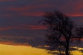 Sunset with tree, Apulia, Italy