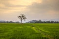 Lonely tree sunset on rice field in Lak Dac Lak Vietnam Royalty Free Stock Photo