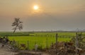 Lonely tree sunset on rice field in Lak Dac Lak Vietnam Royalty Free Stock Photo