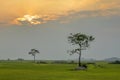 Lonely tree sunset on rice field in Lak Dac Lak Vietnam Royalty Free Stock Photo