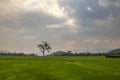 Lonely tree sunset on rice field in Lak Dac Lak Vietnam Royalty Free Stock Photo