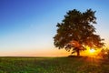 Lonely tree , sunset shot Royalty Free Stock Photo