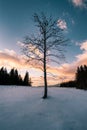 Lonely tree in a sunset