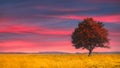 lonely tree at sunset Royalty Free Stock Photo