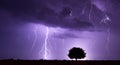 The lonely tree symbolizes resilience in the face of the storm's fury. Royalty Free Stock Photo
