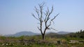 Lonely tree on Taxila ruins