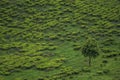 Lonely tree in the tea gardens Royalty Free Stock Photo