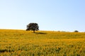 Lonely tree in termico field. Landscape of alentejo, Portugal. Royalty Free Stock Photo