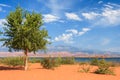 Lonely tree on th sandy beach in Sand Hollow State Park in Utah Royalty Free Stock Photo
