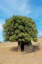 A lonely tree with a thick and short trunk Royalty Free Stock Photo