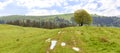 A lonely tree on the top of a hill against the background of a beautiful spring mountain landscape after a warm rain Royalty Free Stock Photo