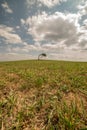 A lonely tree on top of a hill. Close-up with detailed grass Royalty Free Stock Photo