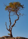 Lonely tree on top of the hill isolated in the blue sky background Royalty Free Stock Photo