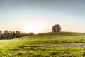 Lonely tree on top of a hill landscape sunny countryside Royalty Free Stock Photo