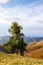 A lonely tree on top of a hill Royalty Free Stock Photo
