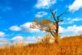 Lonely tree top hill. old half bare tree on the wind against blue sky Royalty Free Stock Photo