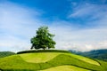 Lonely tree on the top of a hill Royalty Free Stock Photo