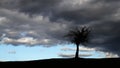 Lonely tree on the top of the hill silhouette Royalty Free Stock Photo