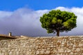 Lonely tree at the top of a park with stone wall, blue sky with dark storm clouds Royalty Free Stock Photo