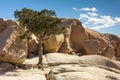 Lonely Tree Royalty Free Stock Photo