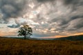 A lonely tree on top of a rock under a heavy cloudy sky Royalty Free Stock Photo