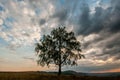 A lonely tree on top of a rock under a heavy cloudy sky Royalty Free Stock Photo