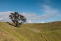 Lonely tree on the top of volcanic peak of mt.Wellington