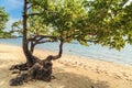 Lonely tree on a tropical beach against the background of the sea Royalty Free Stock Photo