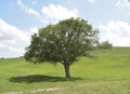 Lonely Tree Royalty Free Stock Photo