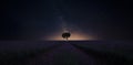 Lonely Tree under million stars in a lavender field Royalty Free Stock Photo