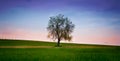lonely tree under the sky Royalty Free Stock Photo