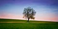 lonely tree under the sky