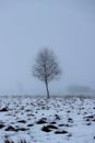 lonely tree in a vacant lot in the morning in dense fog.