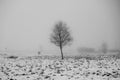 lonely tree in a vacant lot in the morning in dense fog.