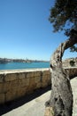 Lonely tree in the Valletta harbour Royalty Free Stock Photo