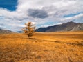 A lonely tree in the valley