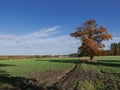 A lonely tree in a vast plain. Royalty Free Stock Photo