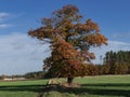 A lonely tree in a vast plain. Royalty Free Stock Photo