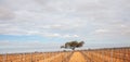 Lonely tree in Vine growing landscape in Andalusia