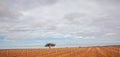 Lonely tree in Vine growing landscape in Andalusia Royalty Free Stock Photo