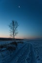 Lonely tree waiting for sunrise in the frozen winter Royalty Free Stock Photo