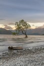 Lonely Tree on Wanaka Lake New Zealand Royalty Free Stock Photo