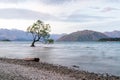 Lonely tree in Wanaka lake, New Zealand Royalty Free Stock Photo