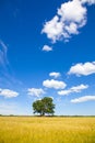 Lonely oak tree in field Royalty Free Stock Photo