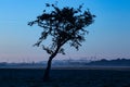 Lonely tree whit Silhouette of crane tower on the construction site with city building background in sunset sky. Phoenix