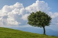 Lonely tree in the wind Royalty Free Stock Photo