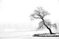 Lonely tree in the winter frost Royalty Free Stock Photo